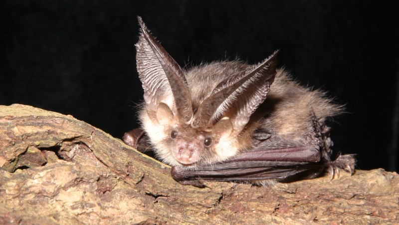 Craseonycteris thonglongyai