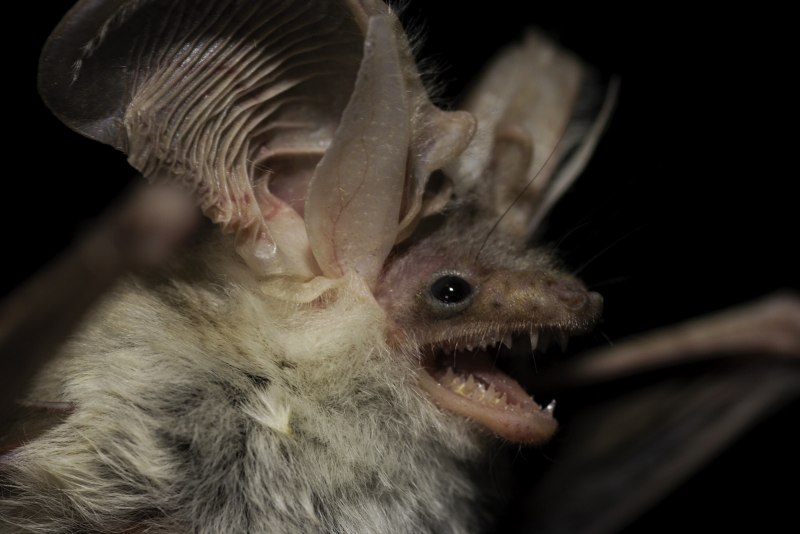 Летучая мышь ушан