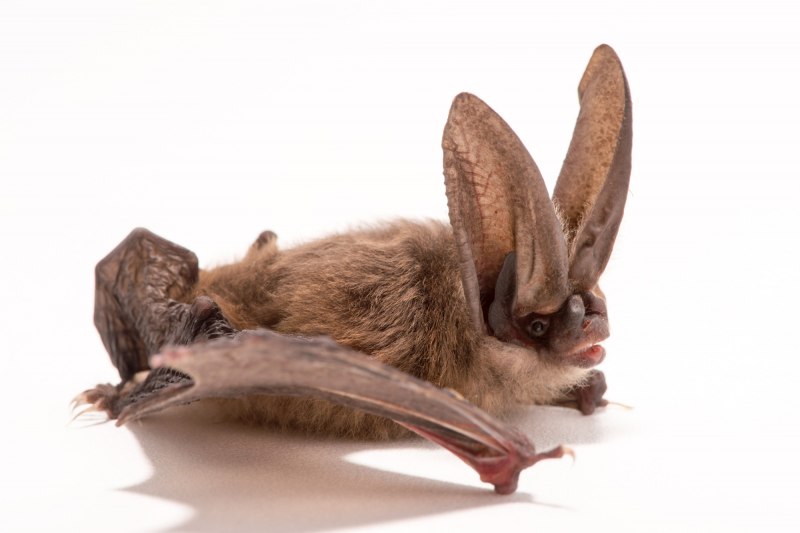 Сибирская ночница