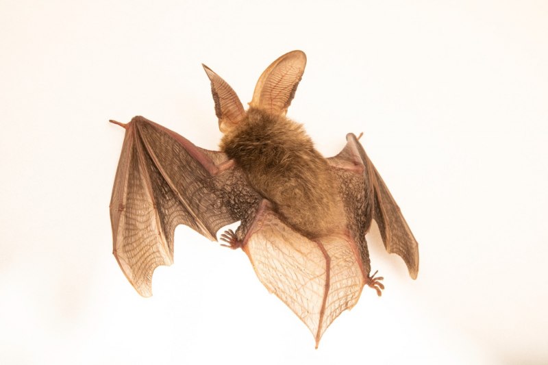 Ушан бурый – Plecotus auritus