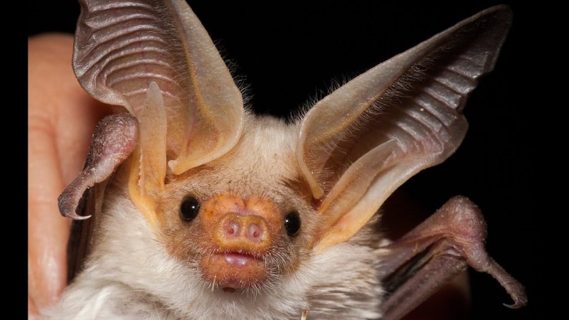 Летучая мышь самец