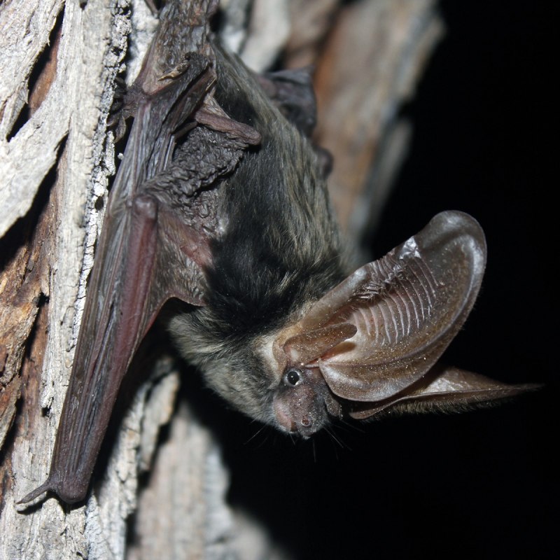 Ночница водяная в гнезде птицы