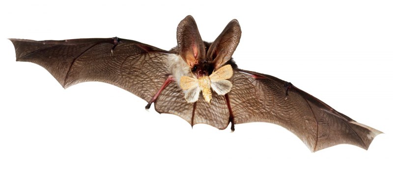 Ушан с детенышем