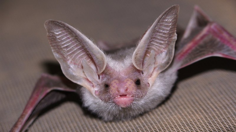 Белобрюхий стрелоух