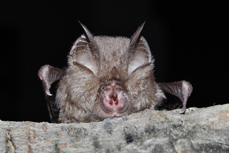 Сибирская ночница