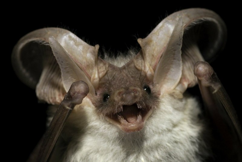 Белобрюхий стрелоух