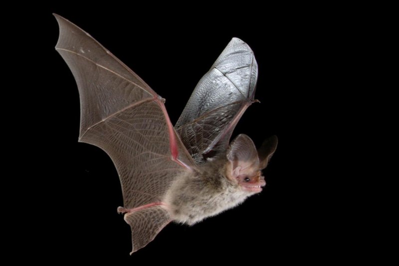 Бурый ушан красная книга Карелии