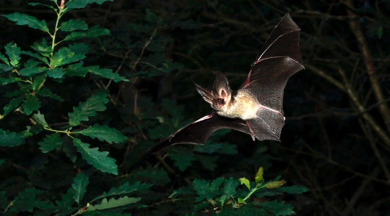 Летучая мышь бурый ушан в России