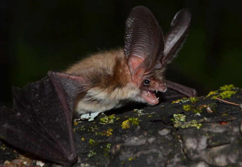 Летучая мышь ушан