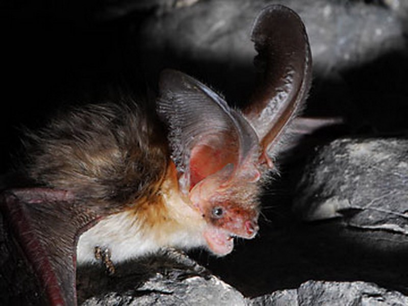 Ушан обыкновенный