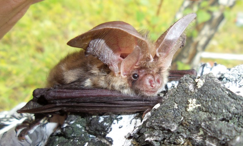 Ушан обыкновенный