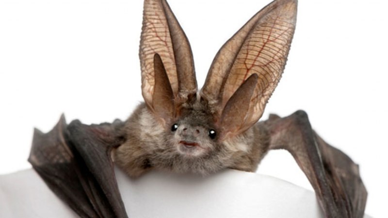 Бурый ушан в Нижегородской области