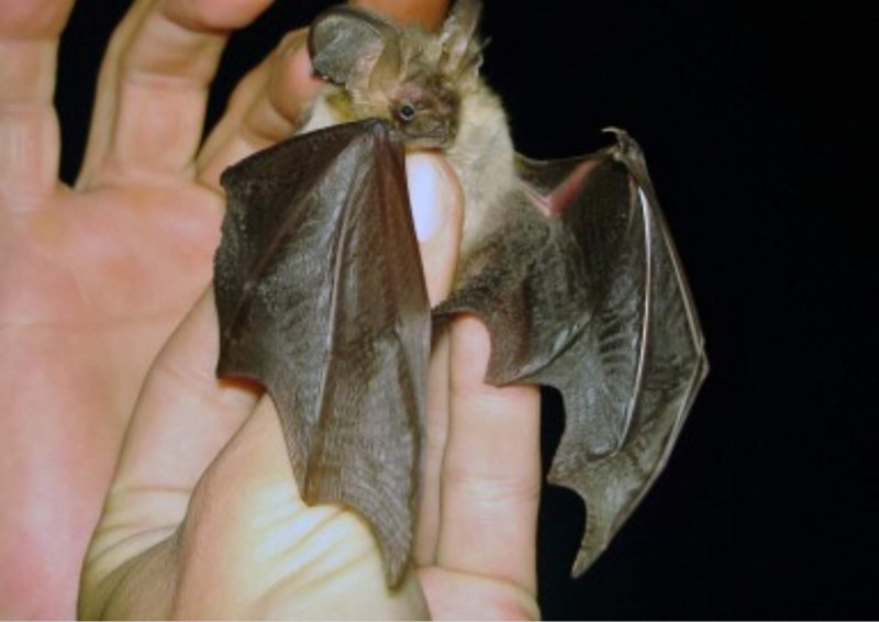 Крылатый ушан