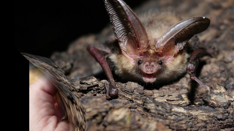 Ушан бурый – Plecotus auritus