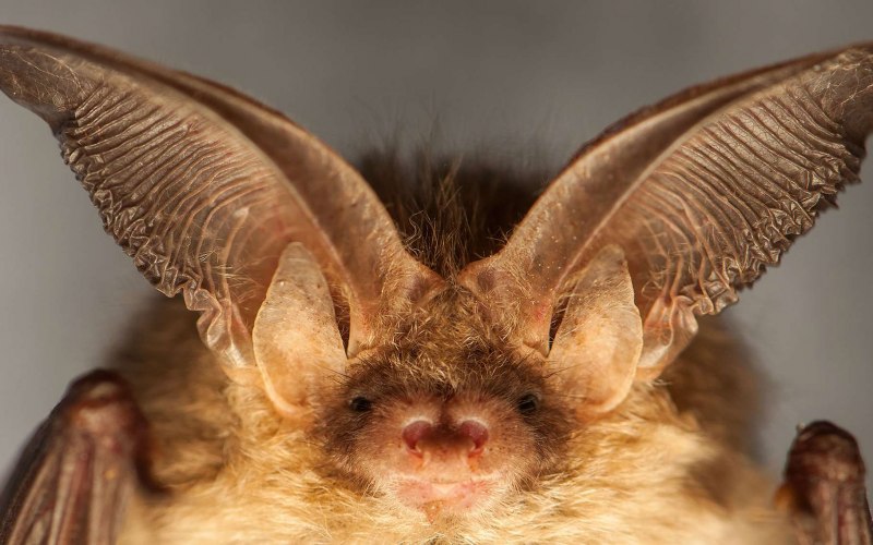 Plecotus auritus сонограмма