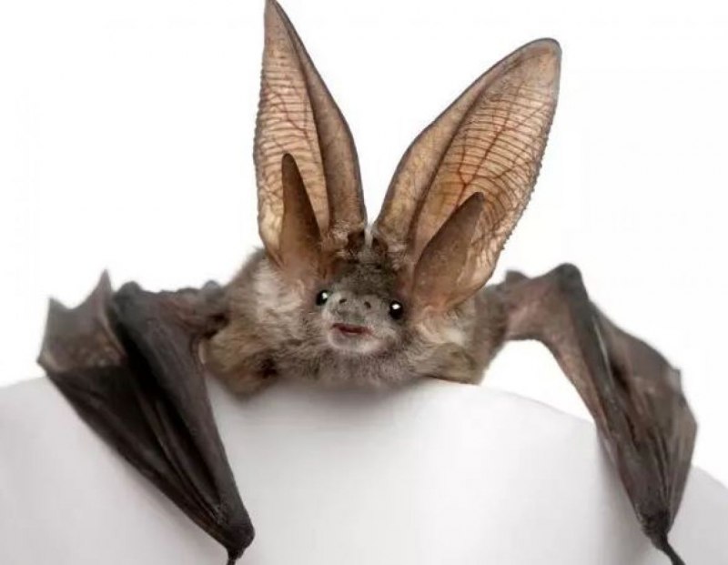 Ушастая летучая мышь