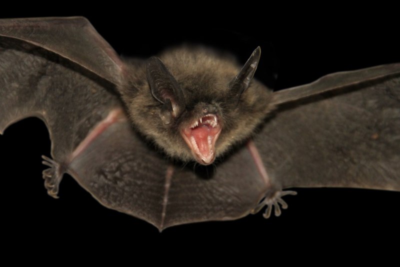 Бурый ушан рисунок