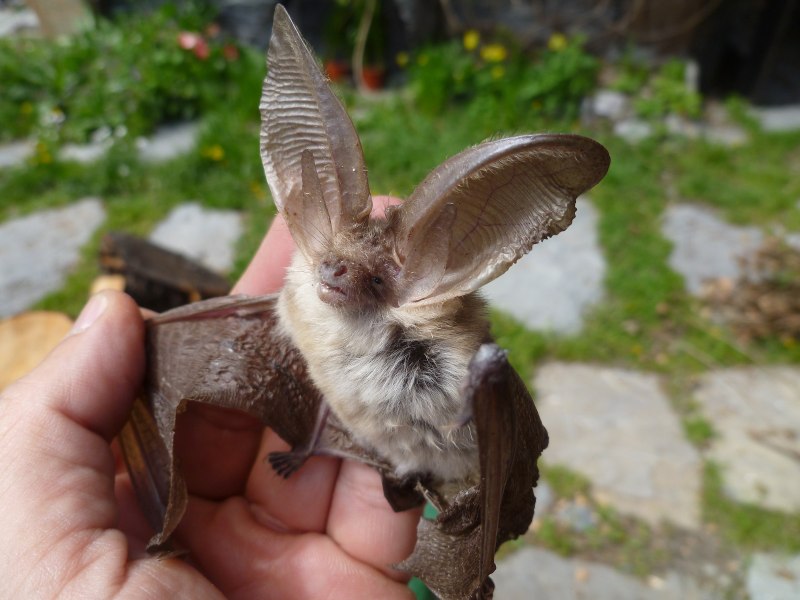 Рукокрылые ушан