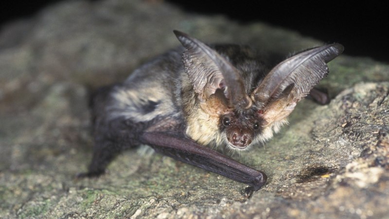 Кролик ушан