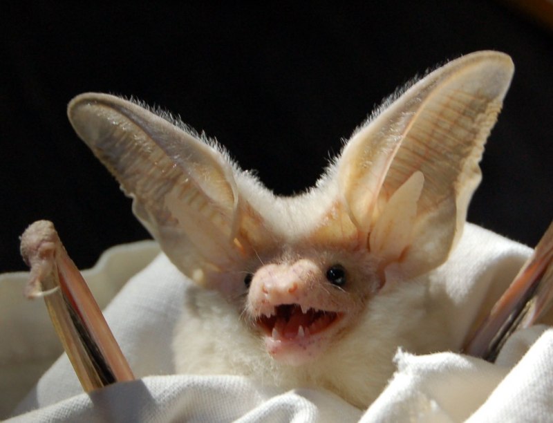Лапы летучей мыши