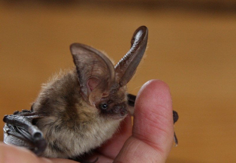 Ушан Огнева