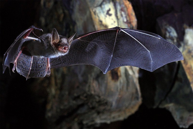 Гладконос Жоффруа