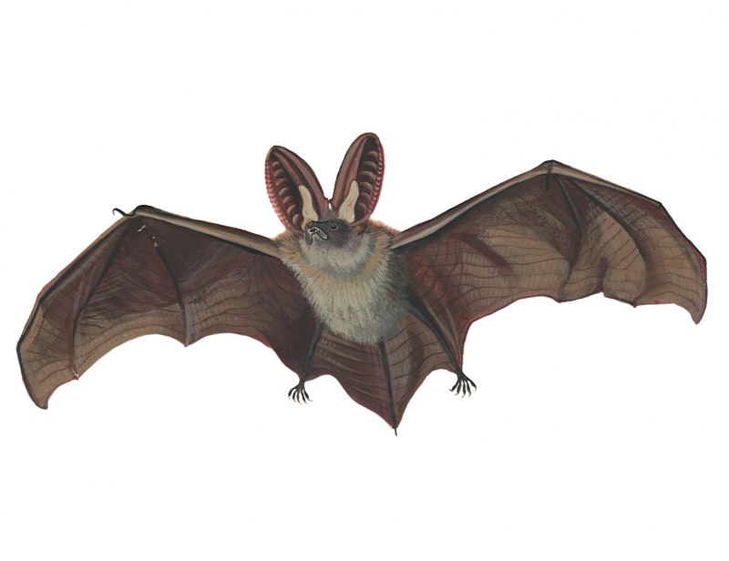 Бледный гладконос