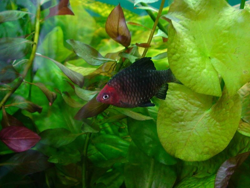 Барбус нигрофасциатус