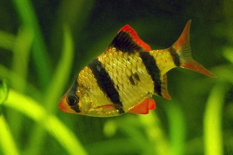 Аквариумные рыбки Барбус суматранский