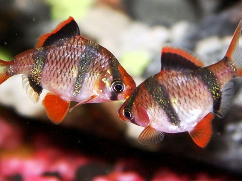 Барбус мшистый