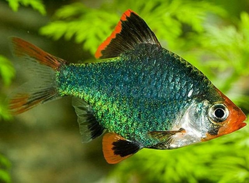 Барбус черный самец