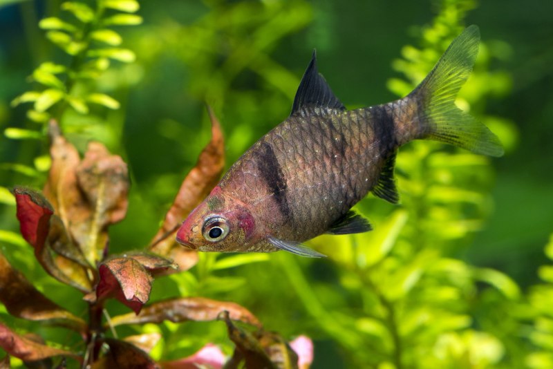 Барбус черный рубиновый