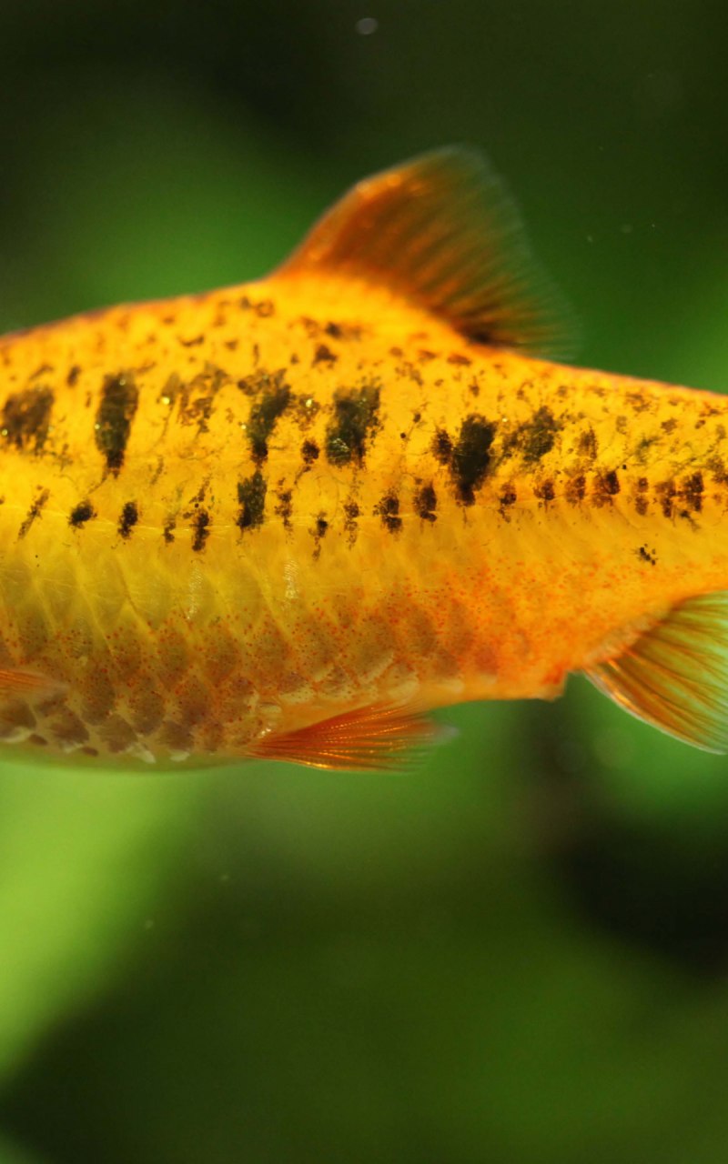 Аквариумные рыбки Барбус суматранский