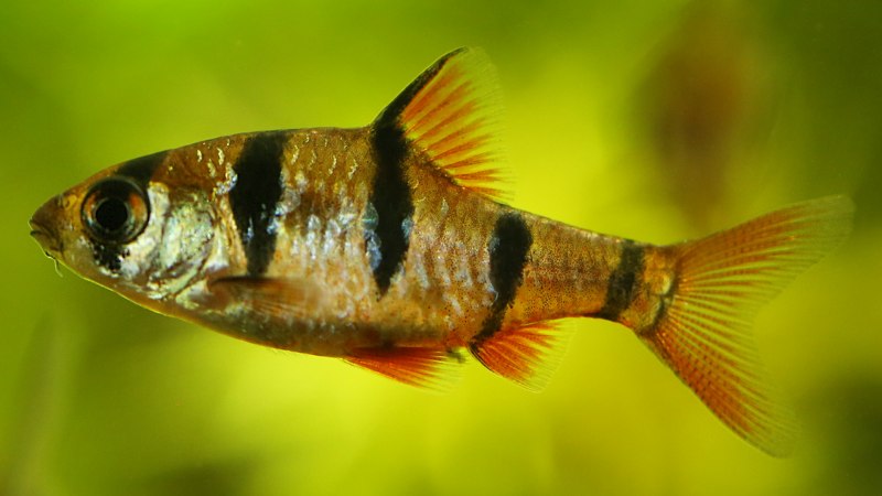 Лабео биколор