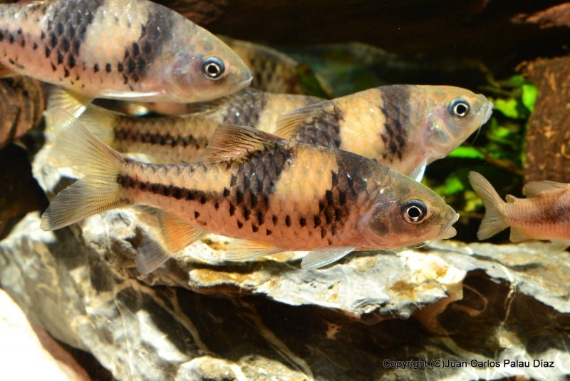 Плавниковая гниль у барбусов