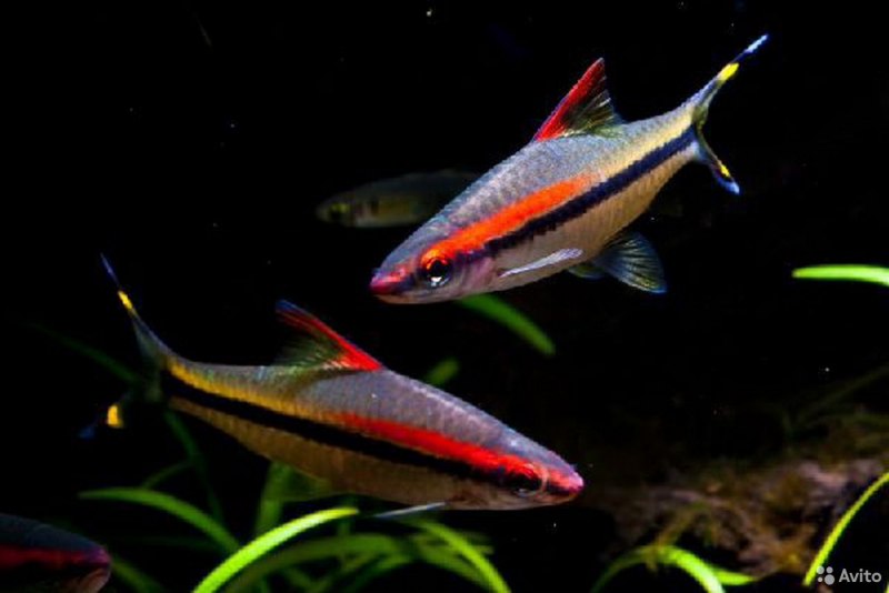 Барбус крестовый латеристрига