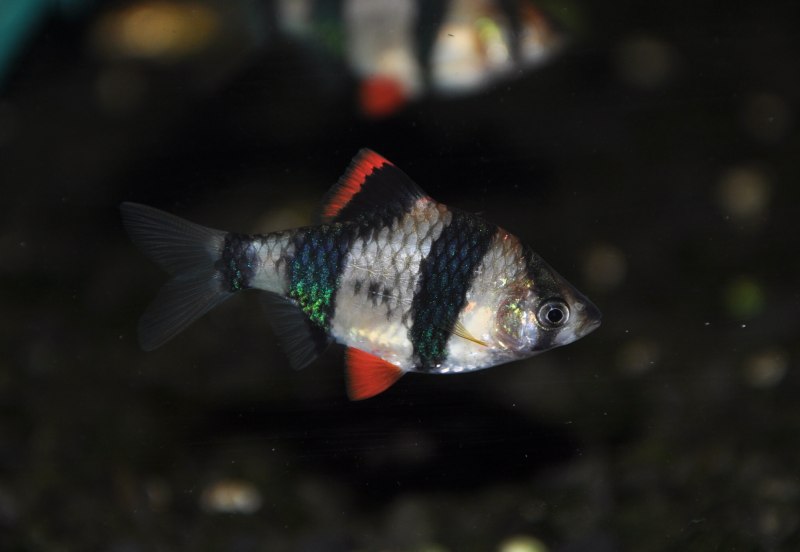 Барбус дынный Панда