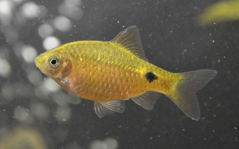 Барбус суматранский мшистый