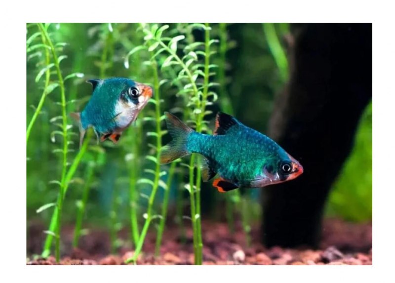 Барбус денисони