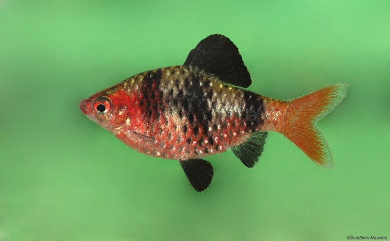 Барбус нигрофасциатус