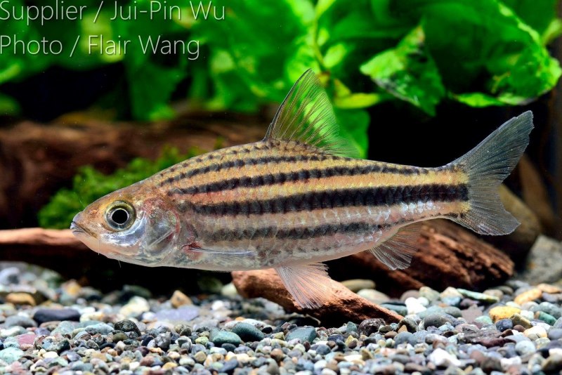 Барбус олиголепис усач