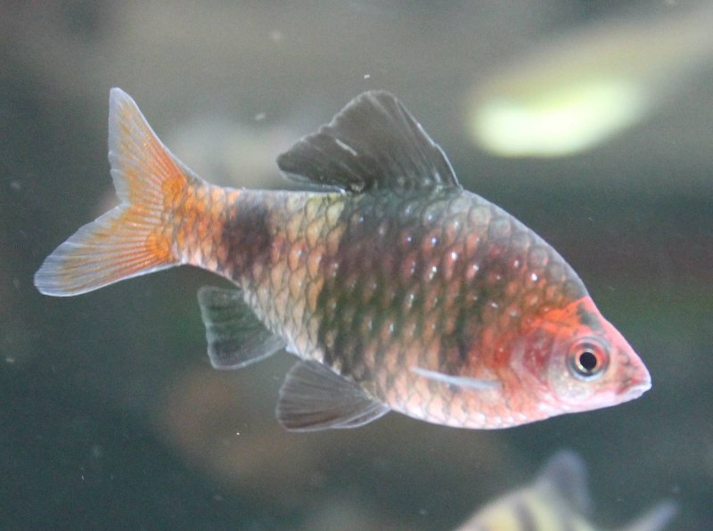 Барбус черный рубиновый