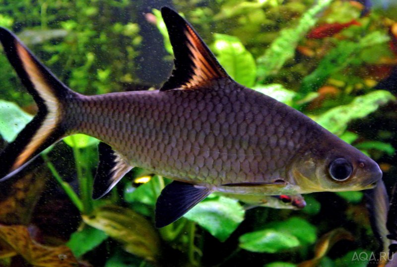 Барбус суматранский мшистый