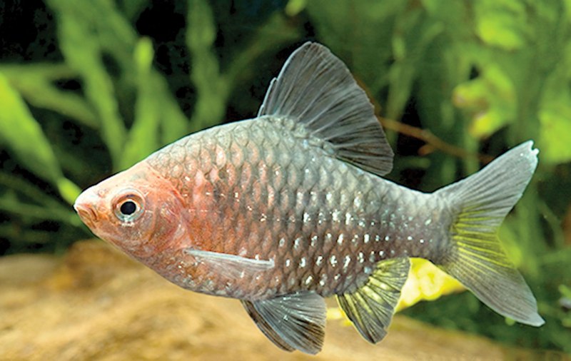 Барбус рубиновый