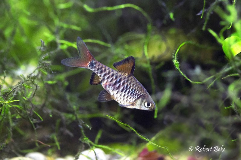 Рыбка Барбус суматранский