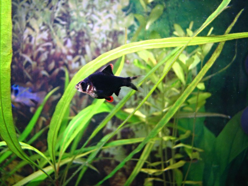 Алый Барбус аквариумная рыбка