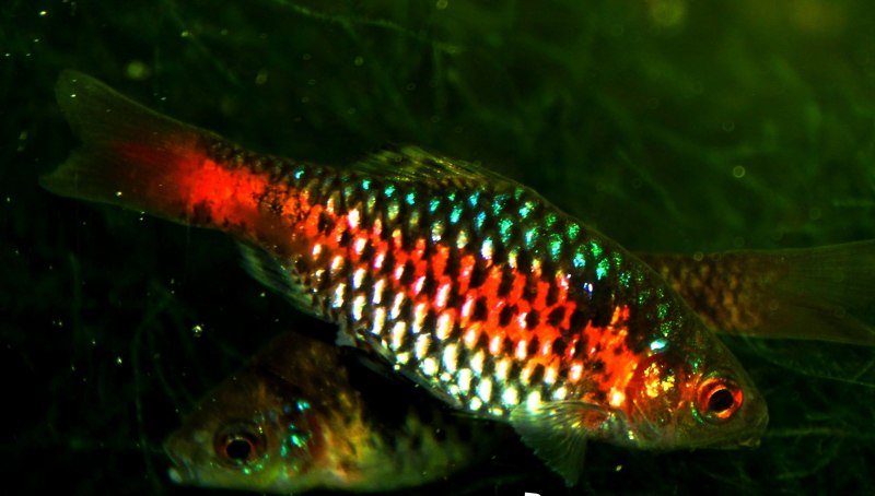 Барбус желтый