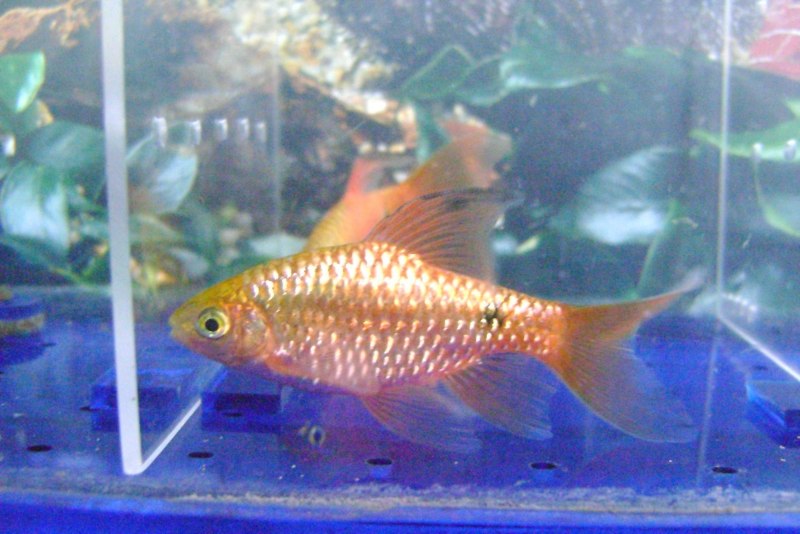 Барбус суматранский самки