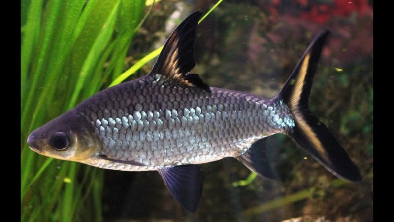 Барбус денисони