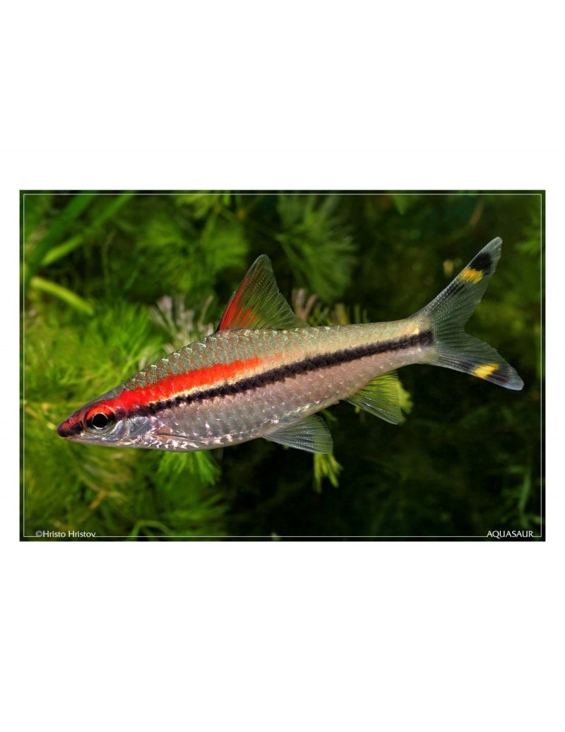 Рыбка Барбус суматранский